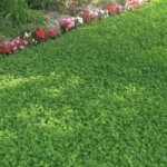 Thick carpet of clover