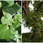 hedera canarian