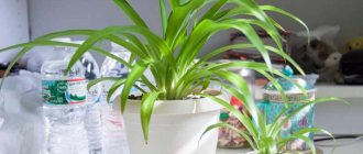 chlorophytum home care