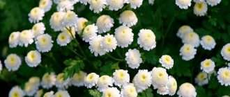 Chrysanthemum Maiden Snow ball