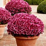 Chrysanthemum multiflora - what does it look like, popular varieties, when, where and how to plant?