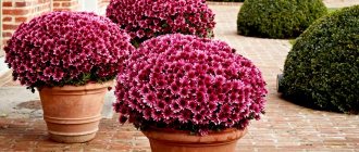 Chrysanthemum multiflora - what does it look like, popular varieties, when, where and how to plant?