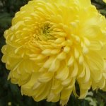 Chrysanthemums Kremist