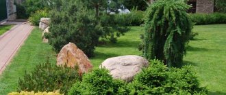 Conifers in landscape design: plants for the garden and dacha, ready-made compositions in front of the house with thujas and junipers - 41 photos