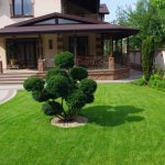 conifers on the lawn