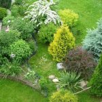 Coniferous plants and lawn grass