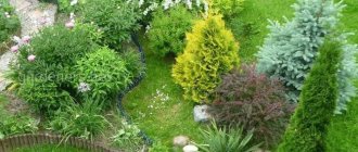 Coniferous plants and lawn grass