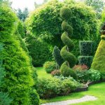 coniferous plants in the garden