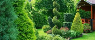 coniferous plants in the garden