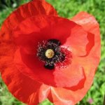 Interesting facts about poppy