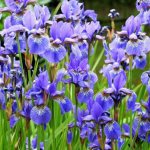 Siberian iris - description, difference from bearded species, varieties, rules of planting and care