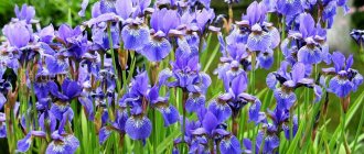 Siberian iris - description, difference from bearded species, varieties, rules of planting and care