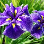 Irises (60 photos): types and features of care