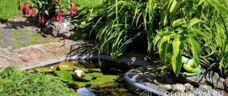 An artificial pond serves as an excellent decoration for landscape design even in small areas, but requires constant maintenance