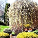 willow in landscape design photo