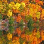 how and why leaves change color in autumn