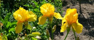 How to use irises in garden landscape design