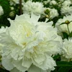 How peonies are used in landscape design - ideas for beautiful compositions