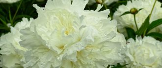 How peonies are used in landscape design - ideas for beautiful compositions