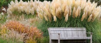 How cereals are used in garden landscape design - ideas