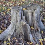 How to get rid of tree stumps without uprooting