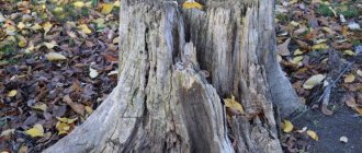 How to get rid of tree stumps without uprooting