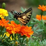 How to beautifully plant marigolds in a flowerbed: the best color combinations