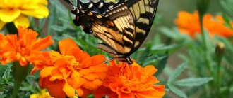 How to beautifully plant marigolds in a flowerbed: the best color combinations