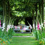 How to beautifully plant gladioli on a summer cottage - suitable neighbors