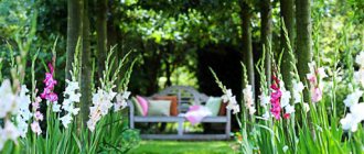 How to beautifully plant gladioli on a summer cottage - suitable neighbors