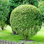 how to prune willow