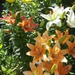 How to plant lilies in the garden so that they look beautiful and combine with other plants?