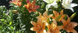 How to plant lilies in the garden so that they look beautiful and combine with other plants?