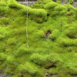 How to plant moss on a plot instead of lawn grass? Where can I get it? 