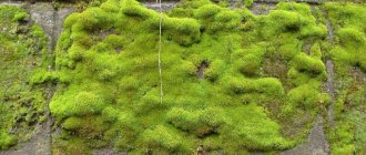 How to plant moss on a plot instead of lawn grass? Where can I get it? 