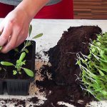 How to plant seeds on the plot correctly? Flower sowing technologies 