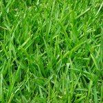 How to choose the right grass for your lawn