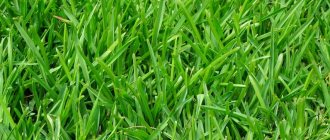 How to choose the right grass for your lawn