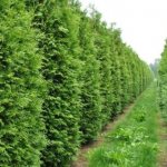 How to plant thuja