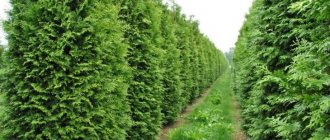 How to plant thuja