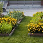 How to make beautiful flower beds with your own hands - design ideas