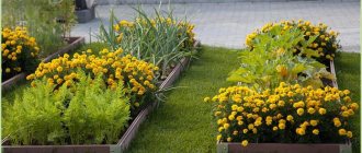 How to make beautiful flower beds with your own hands - design ideas