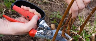 How to choose garden pruners for a novice gardener: review of photo models