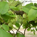 What it looks like in the photo, description of leaves, bark, trunk