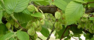 What it looks like in the photo, description of leaves, bark, trunk