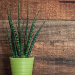 What does Sansevieria cylindrical look like?