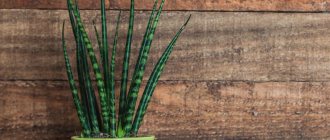 What does Sansevieria cylindrical look like?