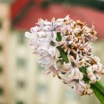 Как выращивать цветок гиацинт в домашних условиях