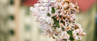 How to grow hyacinth flower at home