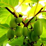 How to grow actinidia in the Moscow region